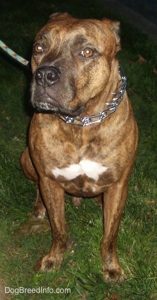 A brindle with white American Bull Staffy is sitting on grass at night, its ears are back and it is looking forward.